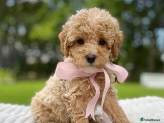Cavapoo dogs - Advert 16