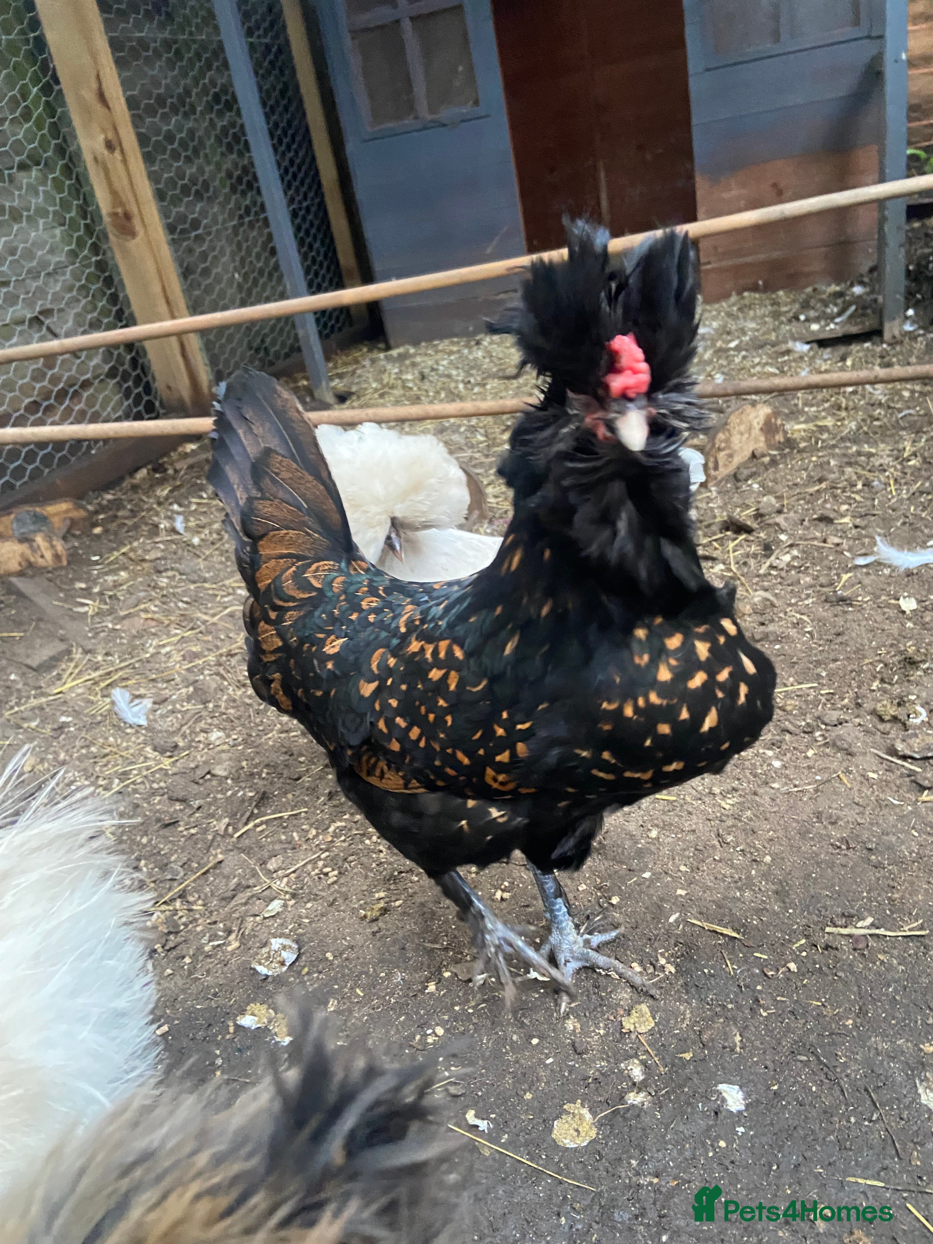 Chickens poultry 5 female silkies and 2 polish  - Advert 1