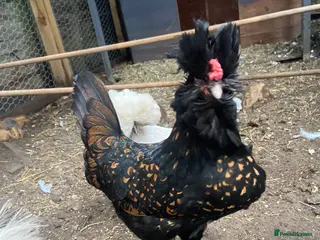 Chickens poultry 5 female silkies and 2 polish - Advert 15