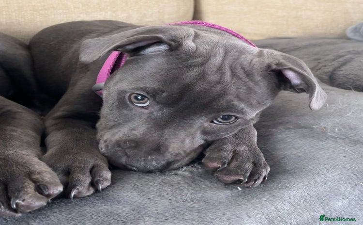 Staffordshire Bull Terrier dogs - Advert 2