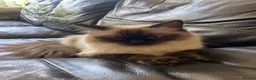Ragdoll cats for sale: 1 Year Old Ragdoll Females- TICA registered - Advert 10
