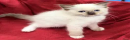 Ragdoll cats for sale: Purebred Ragdoll Kittens  - Advert 27