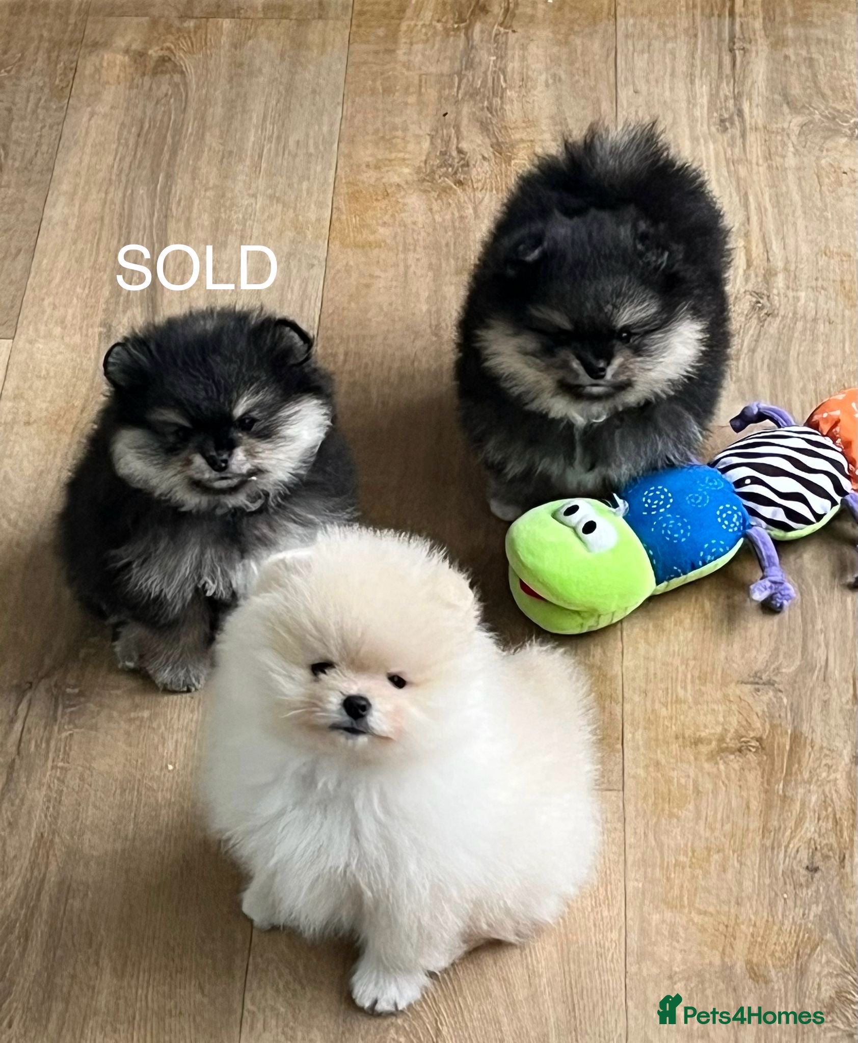Pomeranian dogs Two Pom boys are looking for a loving families  - Advert 12