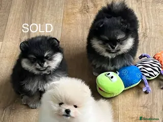 Pomeranian dogs Two Pom boys are looking for a loving families - Advert 12