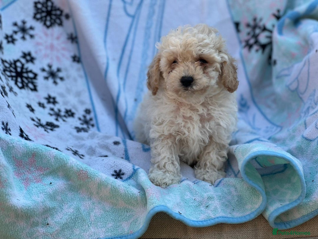 Poochon dogs for sale: Beautiful Poochons  - Image 9