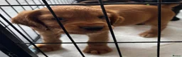 Cocker Spaniel dogs for sale: Cocker Spaniel Puppies - Advert 38