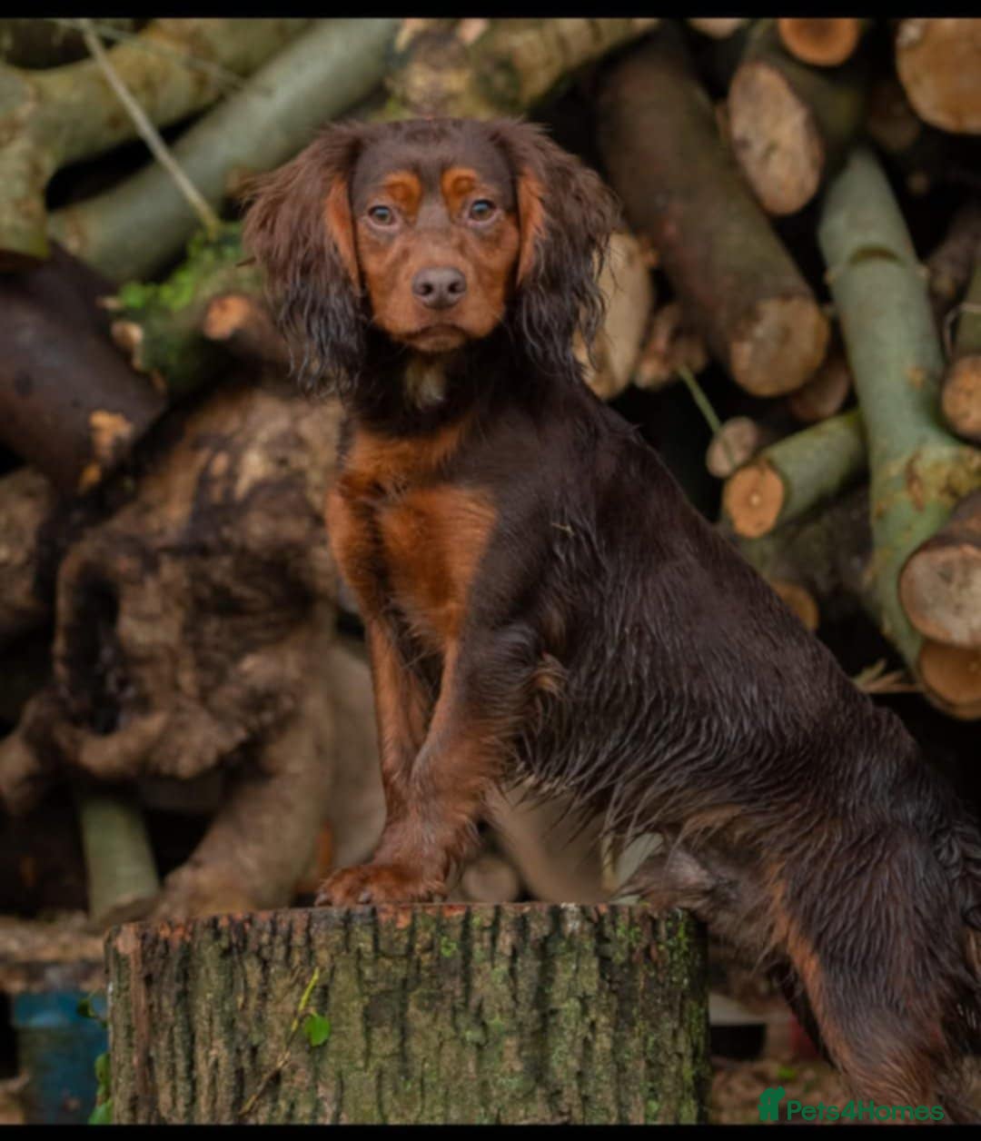Cocker Spaniel dogs for sale: Expected litter, due to homes 1/10/25 - Image 2