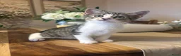 Domestic Shorthair cats for sale: Gorgeous kitten- LAST ONE LEFT OF LITTER  - Advert 1