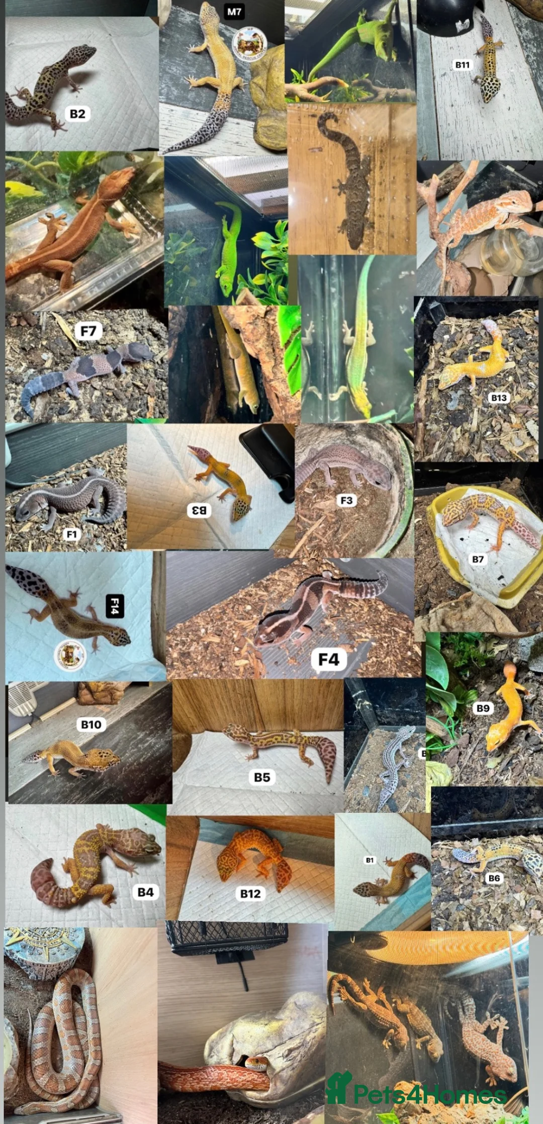 Leopard Gecko reptiles for sale: Available Rescue Looking for Their Forever Homes - Advert 1