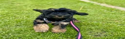 Aussiedoodle dogs for sale: F1b Miniature Aussiedoo puppies - Advert 3