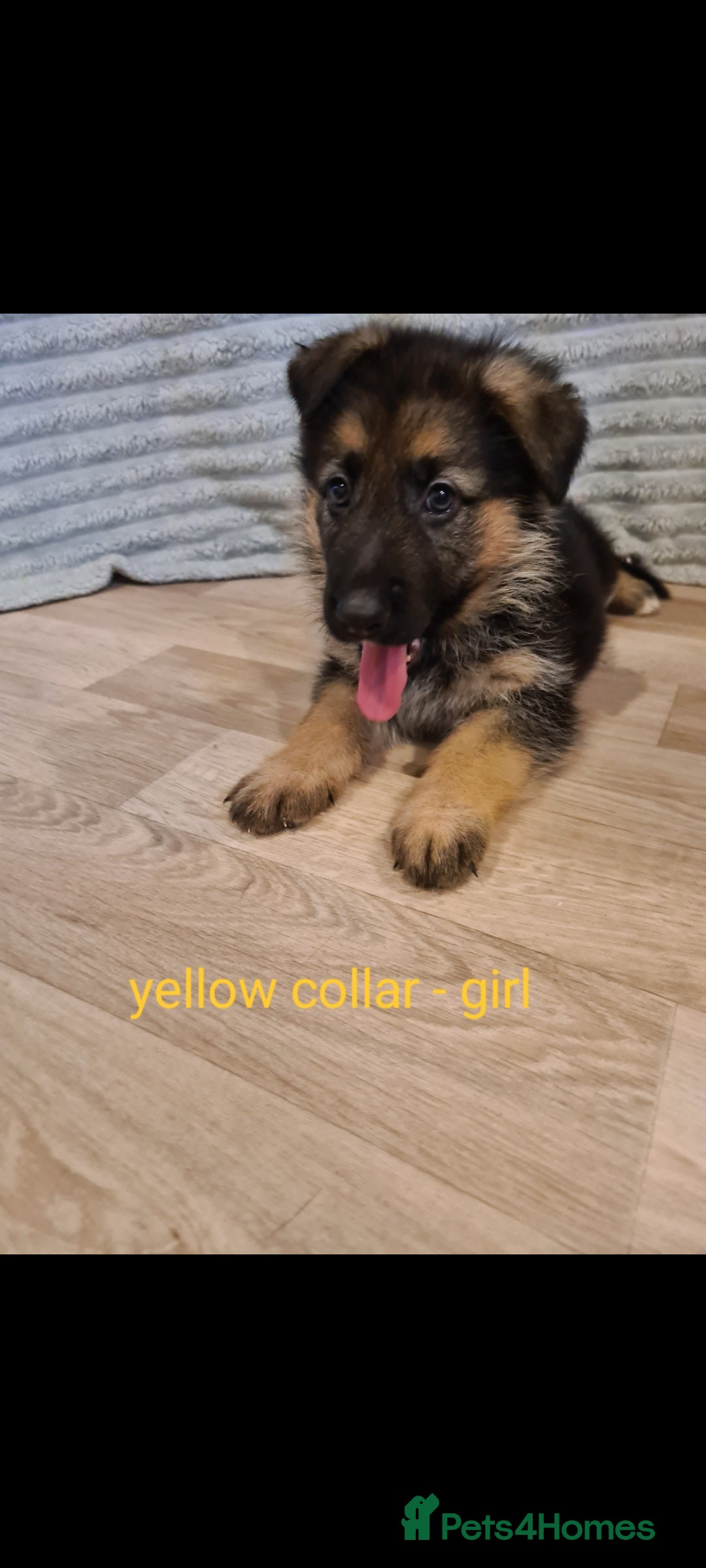 German Shepherd dogs for sale: 🐾Adorable 8-Week-Old German shepherd puppies🐾 - Image 34