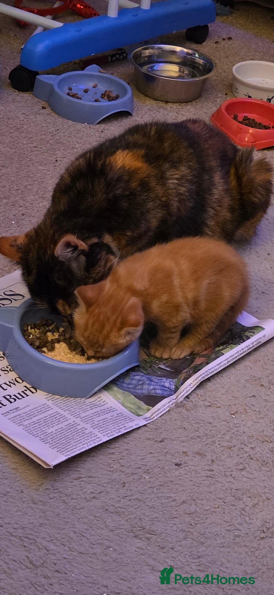 Mixed Breed cats for sale: Loving new home wanted  - Advert 7