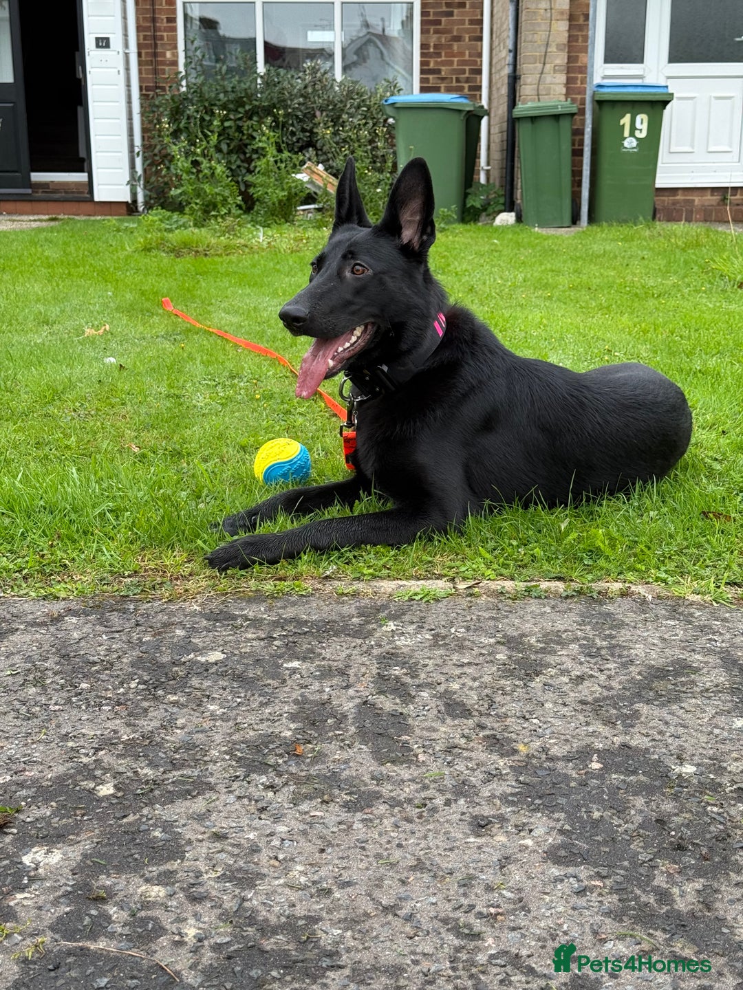 German Shepherd dogs for sale: Fully Trained Black German Shepherd - Advert 5