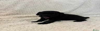 Cocker Spaniel 3