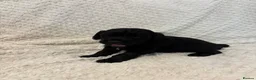 Cocker Spaniel dogs for sale: 6 beautiful Cocker spaniel puppies  - Advert 15