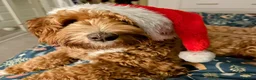 Labradoodle dogs for sale: Stunning Doodles Mini\Small Medium Apricot Girl - Advert 17