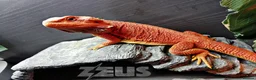 Bearded Dragon reptiles for sale: Orange Beardy & Vivarium 🧡Bearded Dragon/Vivarium - Advert 6