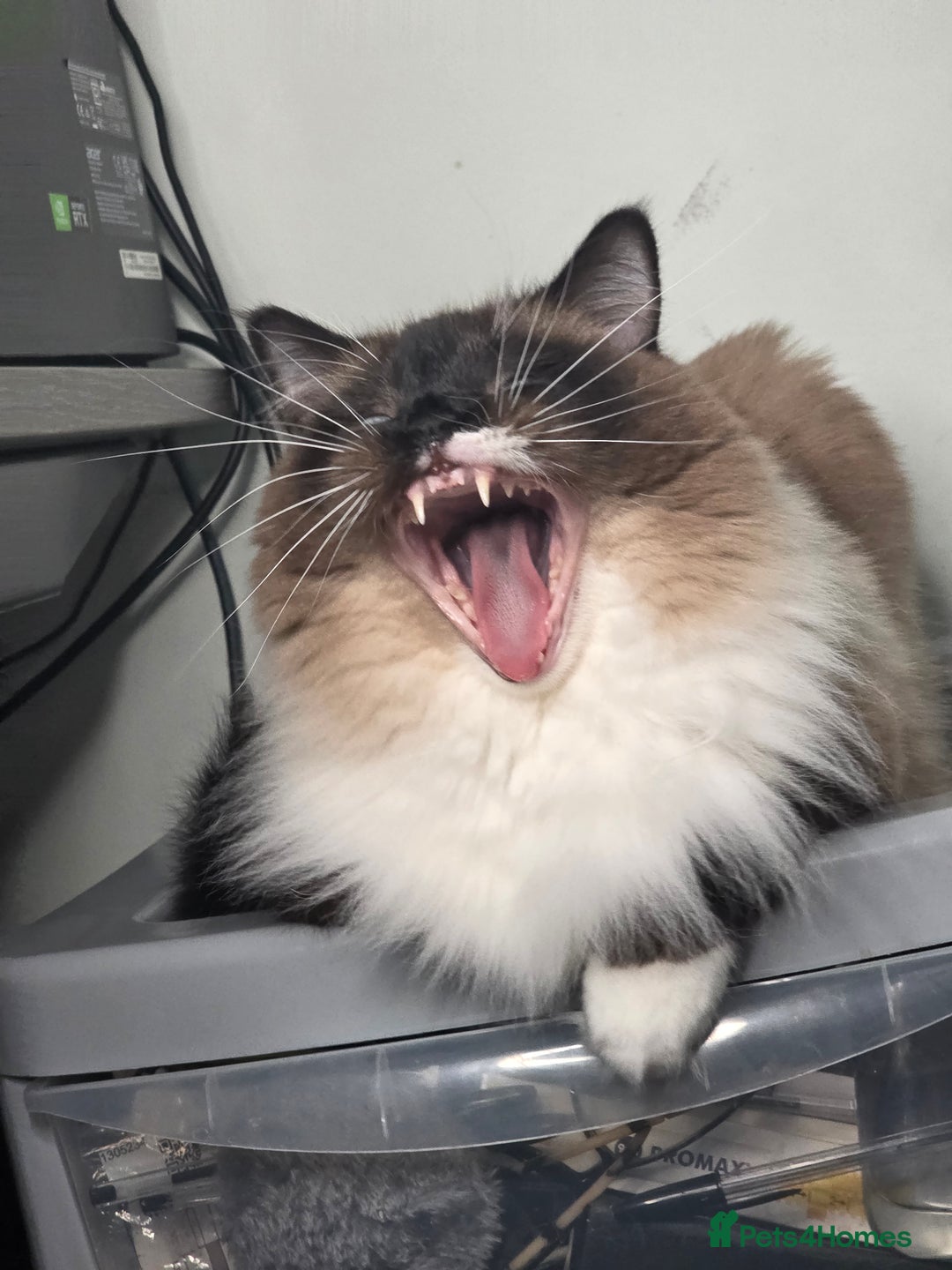 Ragdoll cats for sale: Beautiful Seal Point Ragdoll - Advert 7