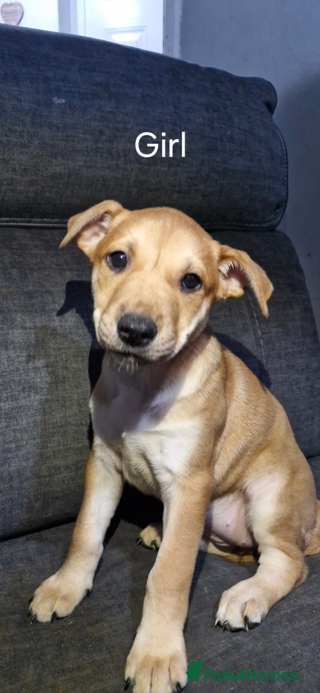 Mixed Breed dogs for sale: Mixed breed - Advert 6