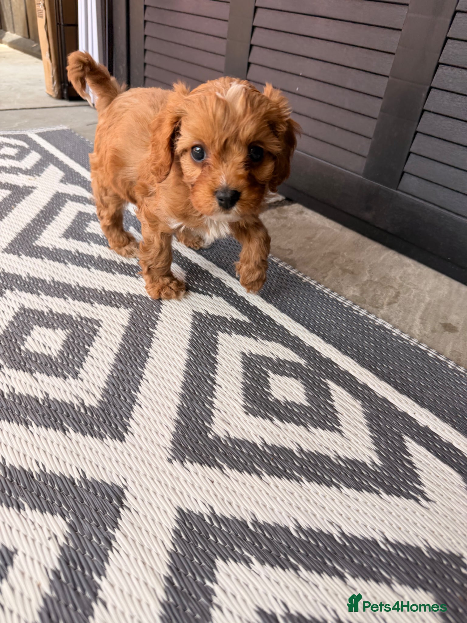 Cavapoo dogs F1 cavapoos 🥰dna health clear parents,💙🩷  - Advert 1