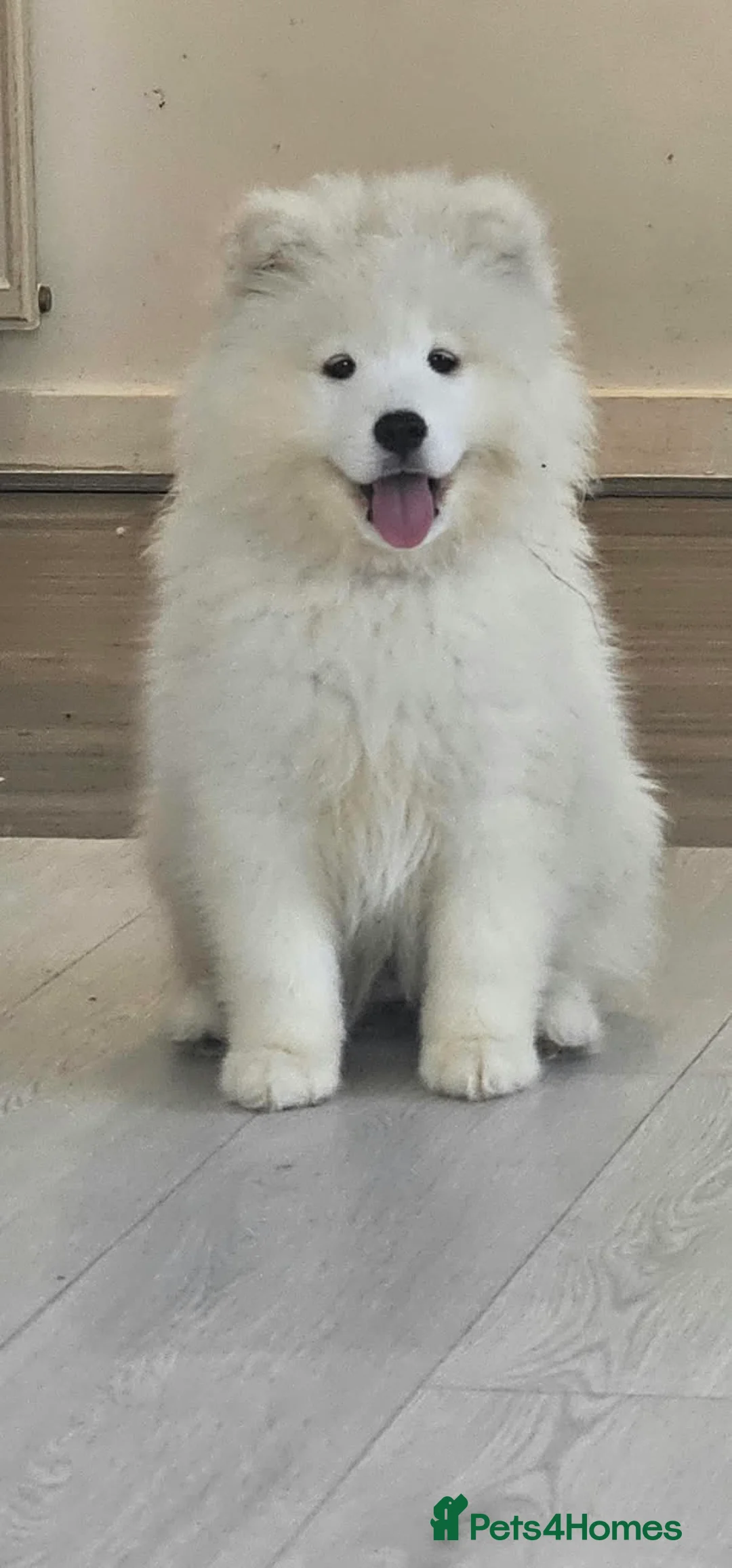 Samoyed dogs for sale: The Last Wonder Girl  - Advert 2