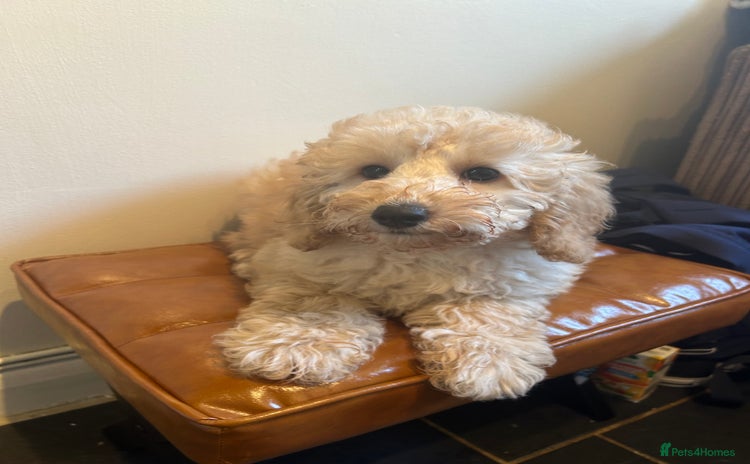 Miniature Poodle dogs - Advert 13