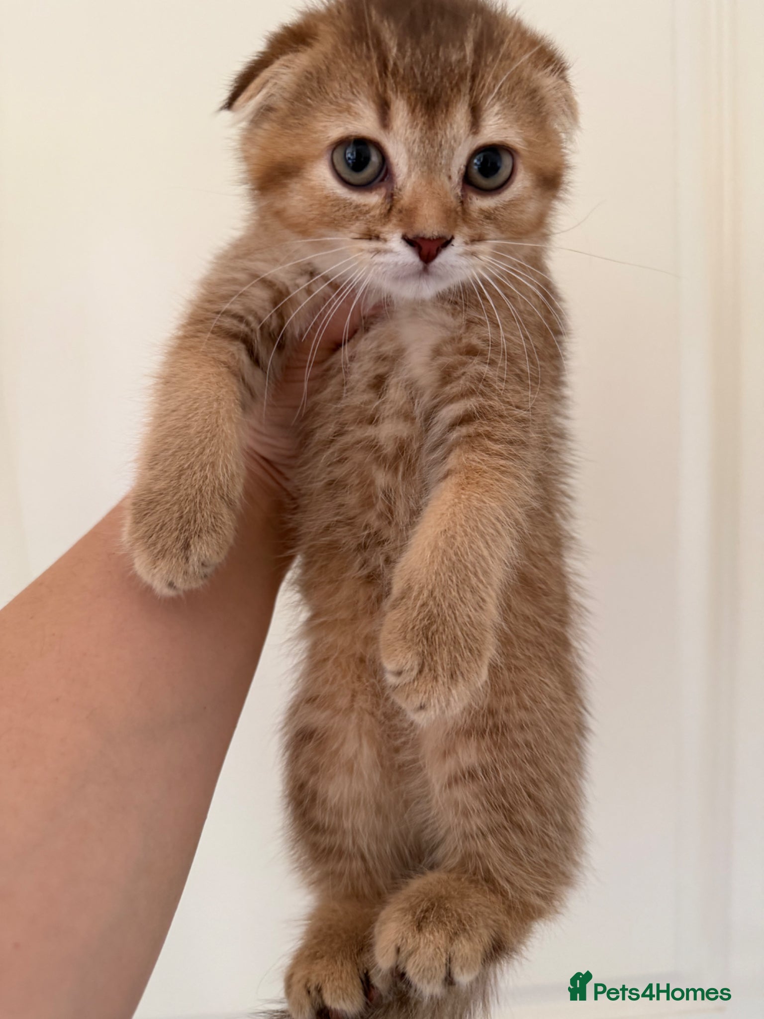 Scottish Fold cats Stunning Scottish fold kittens are ready - Advert 2
