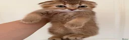 Scottish Fold cats for sale: Stunning Scottish fold kittens are ready - Advert 3