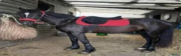 Welsh Section C horses for sale: 3 year old welsh section C mare - Advert 5