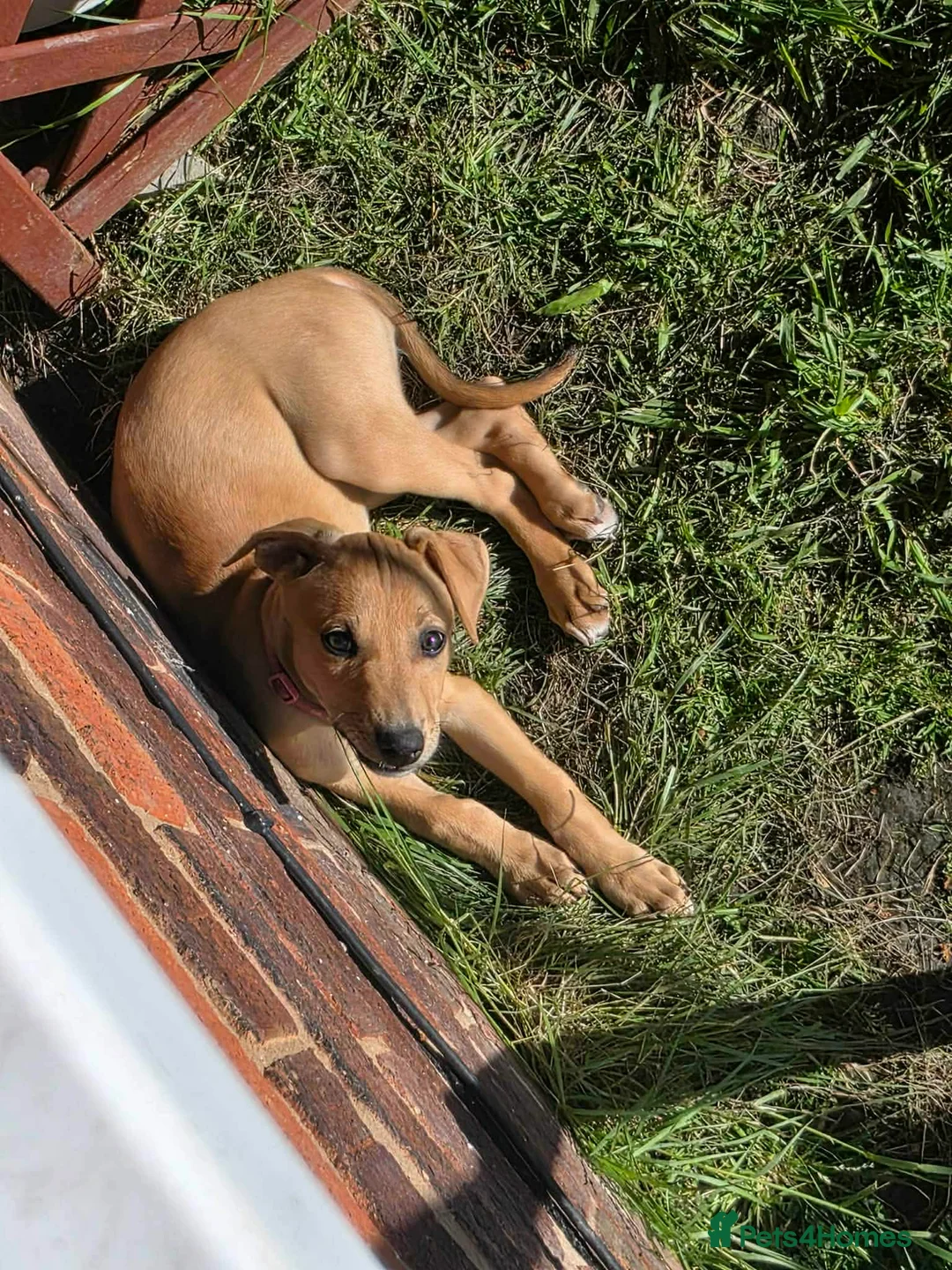 Mixed Breed dogs for sale: Deerhound X beddy whippet terrier  - Advert 3