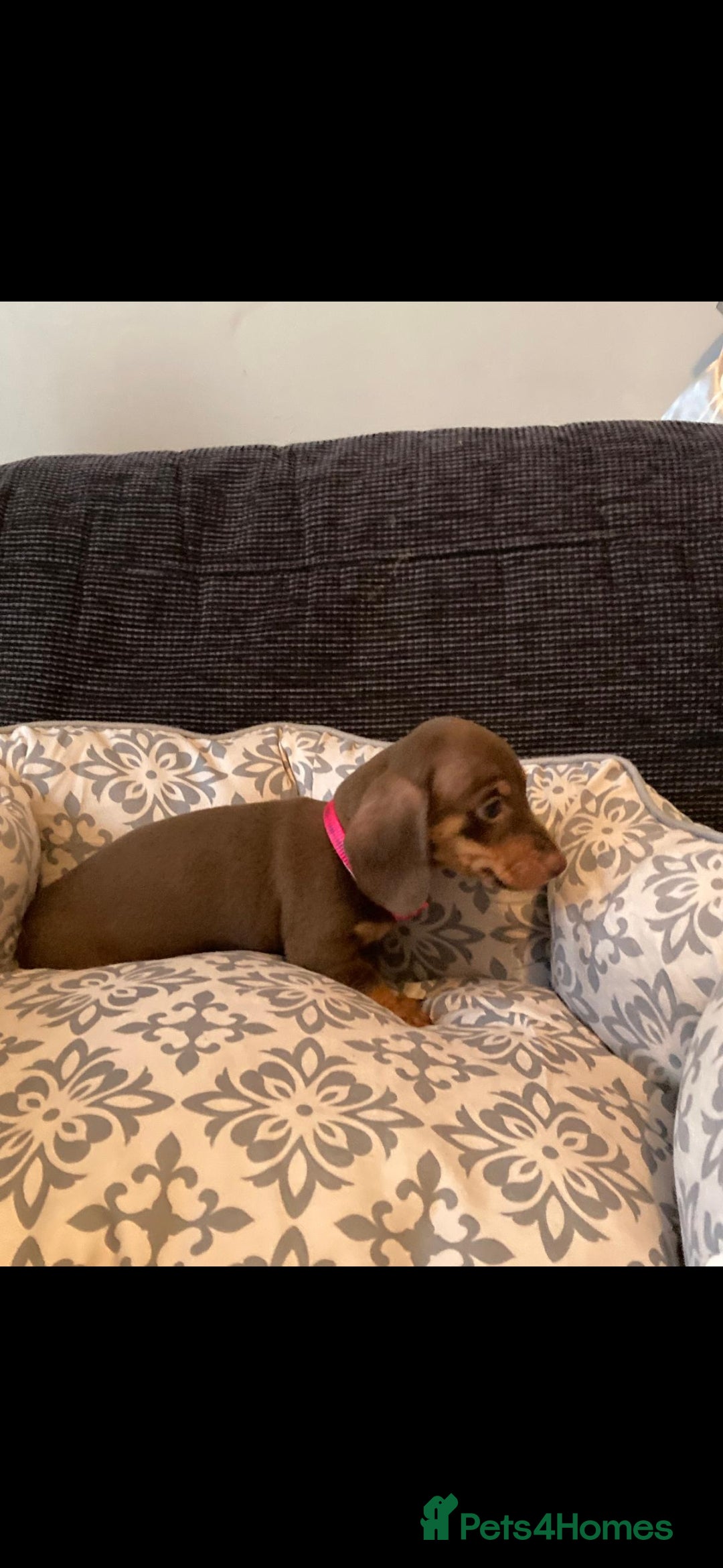 Miniature Dachshund dogs for sale: Mini dachshund  - Image 8