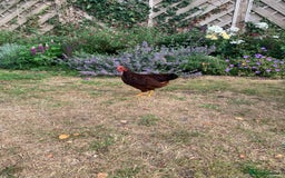Chickens poultry for sale: Two Rhode Island Red Bantam Cockerels - Image 4