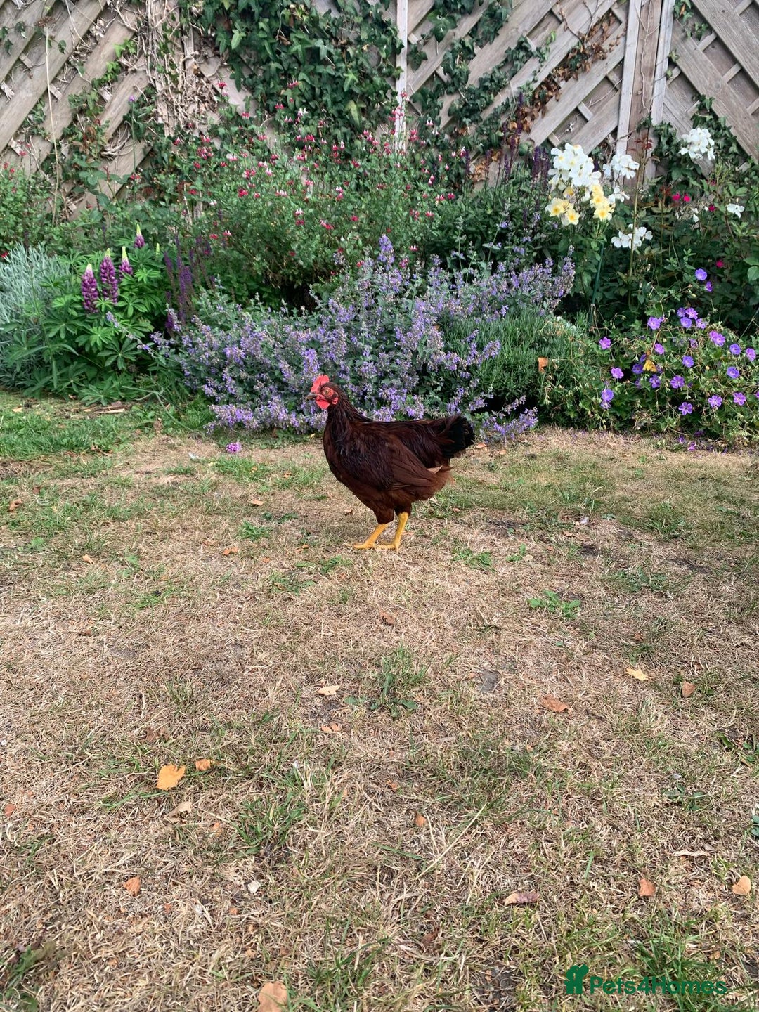 Chickens poultry for sale: Two Rhode Island Red Bantam Cockerels - Image 4