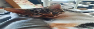 Mixed Breed Kitten 2