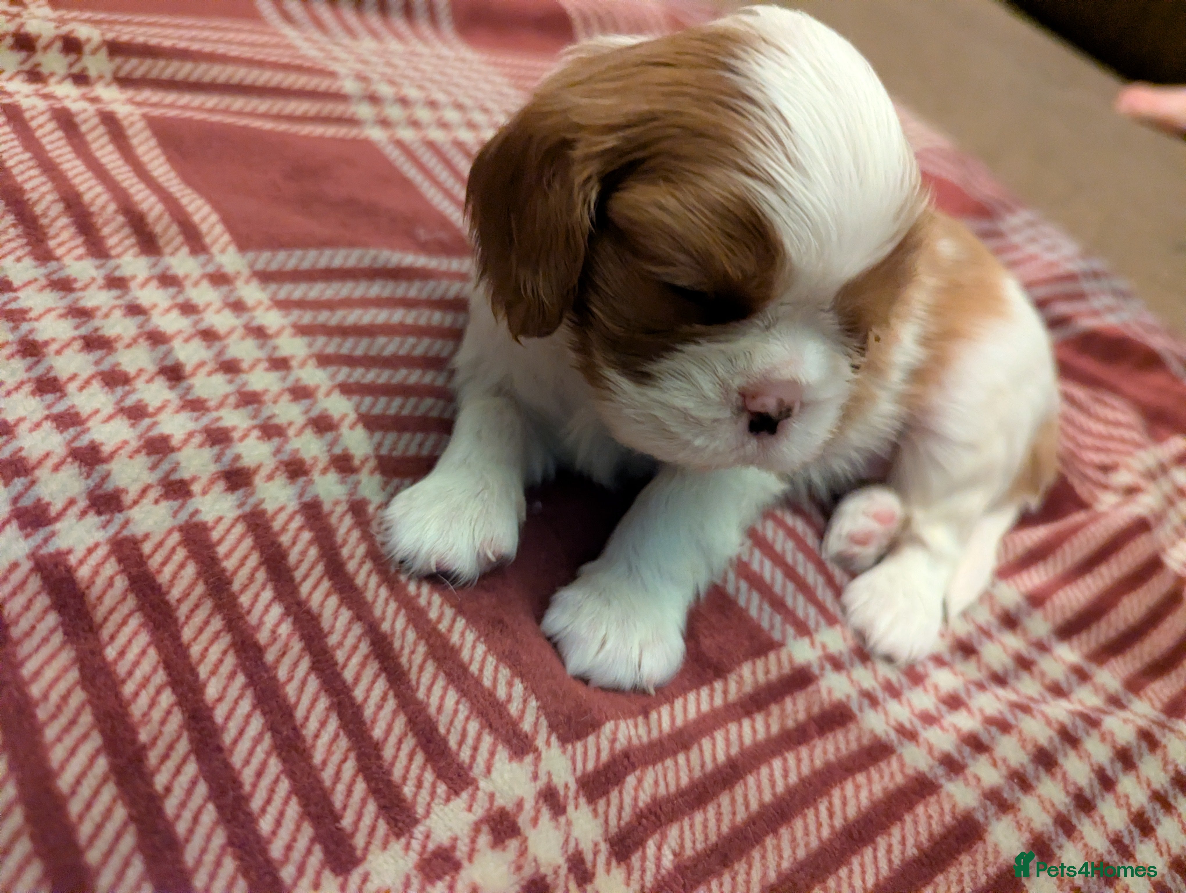 Cavalier King Charles Spaniel dogs Cavalier King Charles Spaniels KC Reg Parents HT - Advert 9