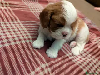 Cavalier King Charles Spaniel dogs Cavalier King Charles Spaniels KC Reg Parents HT - Advert 9