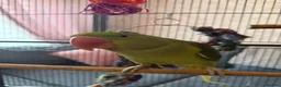 Parrots birds for sale: Alexandrine parrot 10 months  - Advert 2