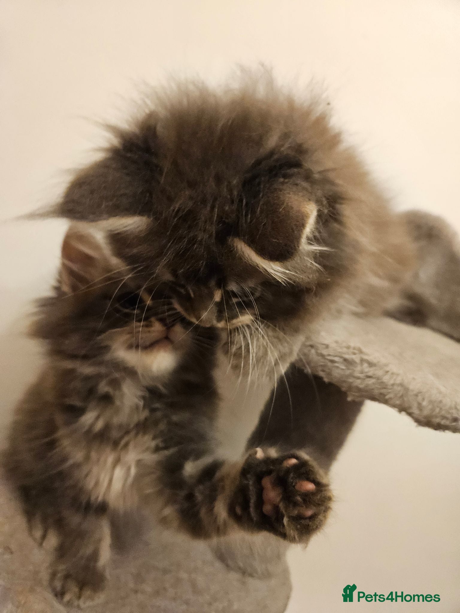 Maine Coon cats XL Russian main coons - Advert 16