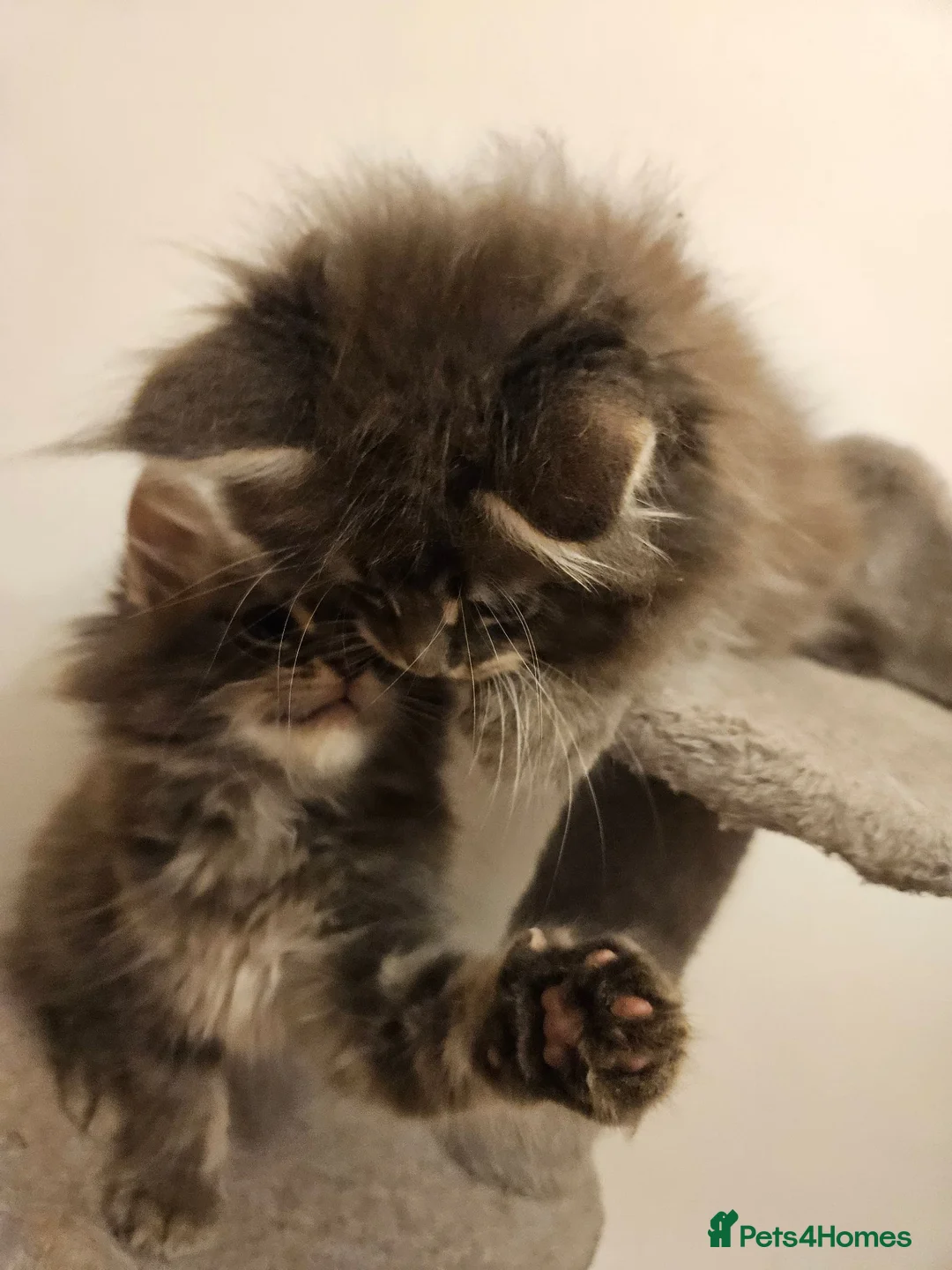 Maine Coon cats for sale: XL Russian main coons in Manchester - Advert 1