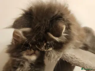 Maine Coon cats XXL Russian main coons - Advert 4