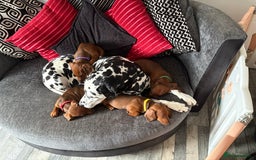 Dachshund dogs for sale: Ready now! Dachshund puppy/sausage dog 1 girl left - Image 6