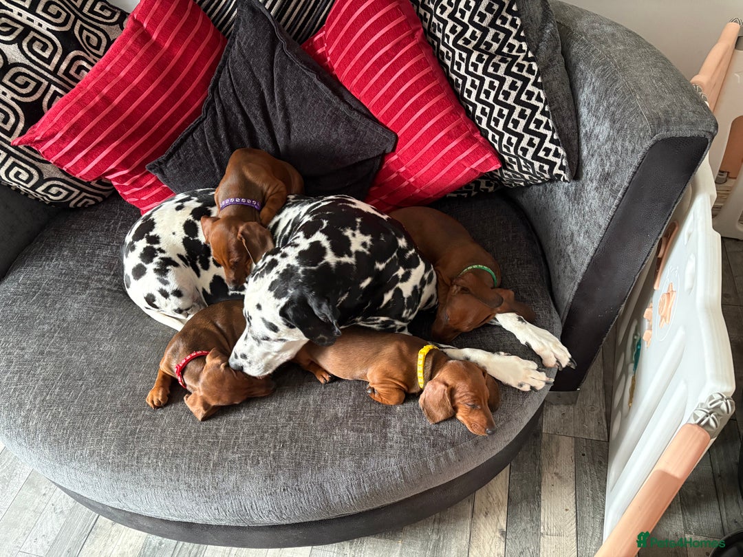 Dachshund dogs for sale: Ready now! Dachshund puppy/sausage dog 1 girl left - Image 6