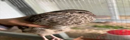 Quail poultry for sale: Quail - Hens and Roos - Advert 3