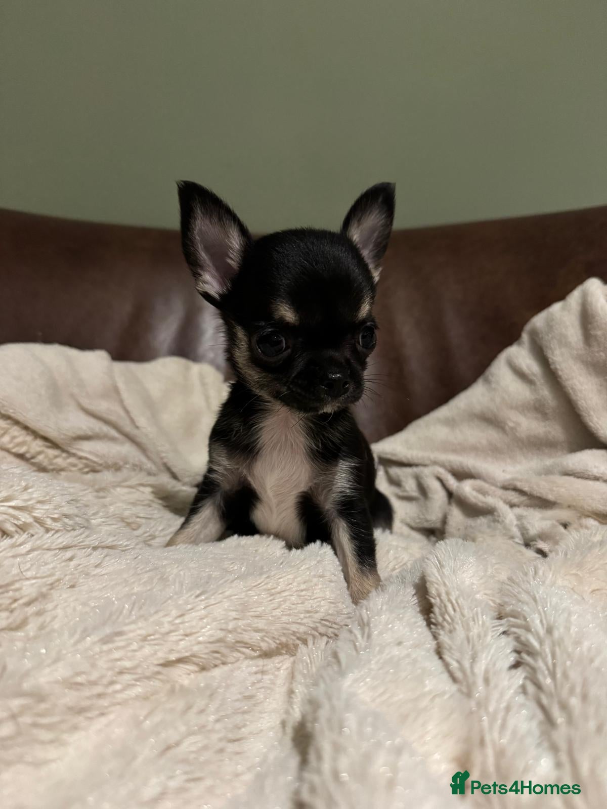 Chihuahua dogs Chihuahua Puppies 💜 in Selby - Advert 1