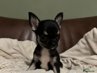 Chihuahua dogs Chihuahua Puppies 💜 in Selby - Advert 2