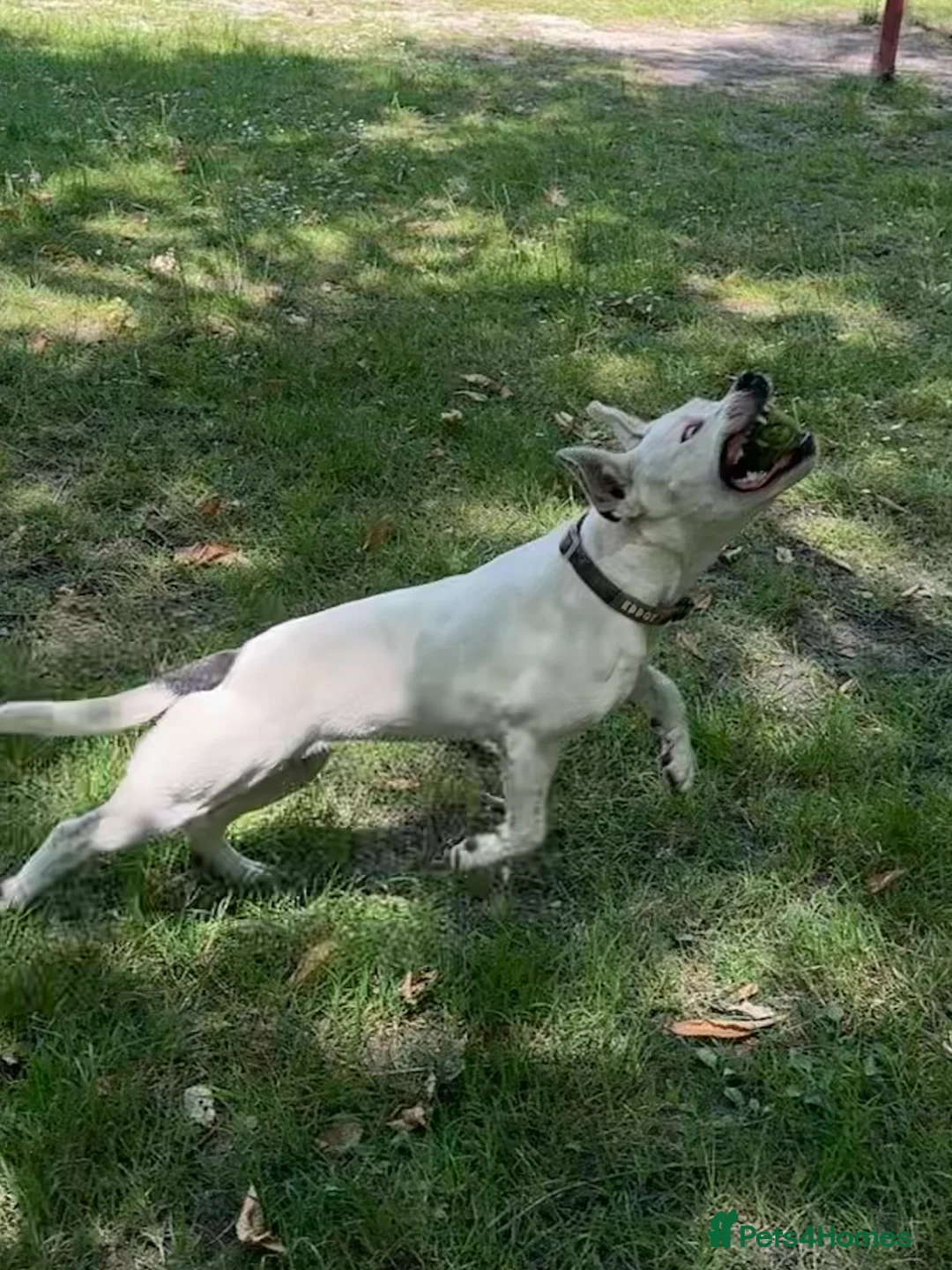 Mixed Breed dogs for sale: Daphne  - Advert 12