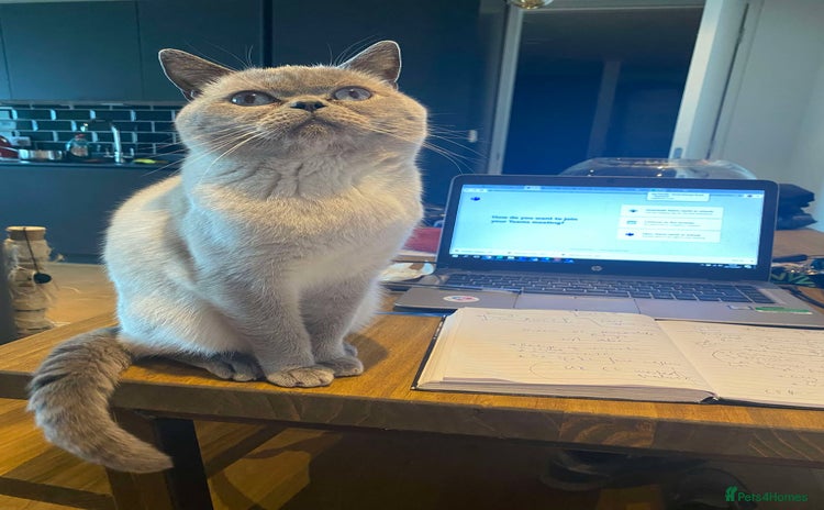 British Shorthair cats - Advert 4