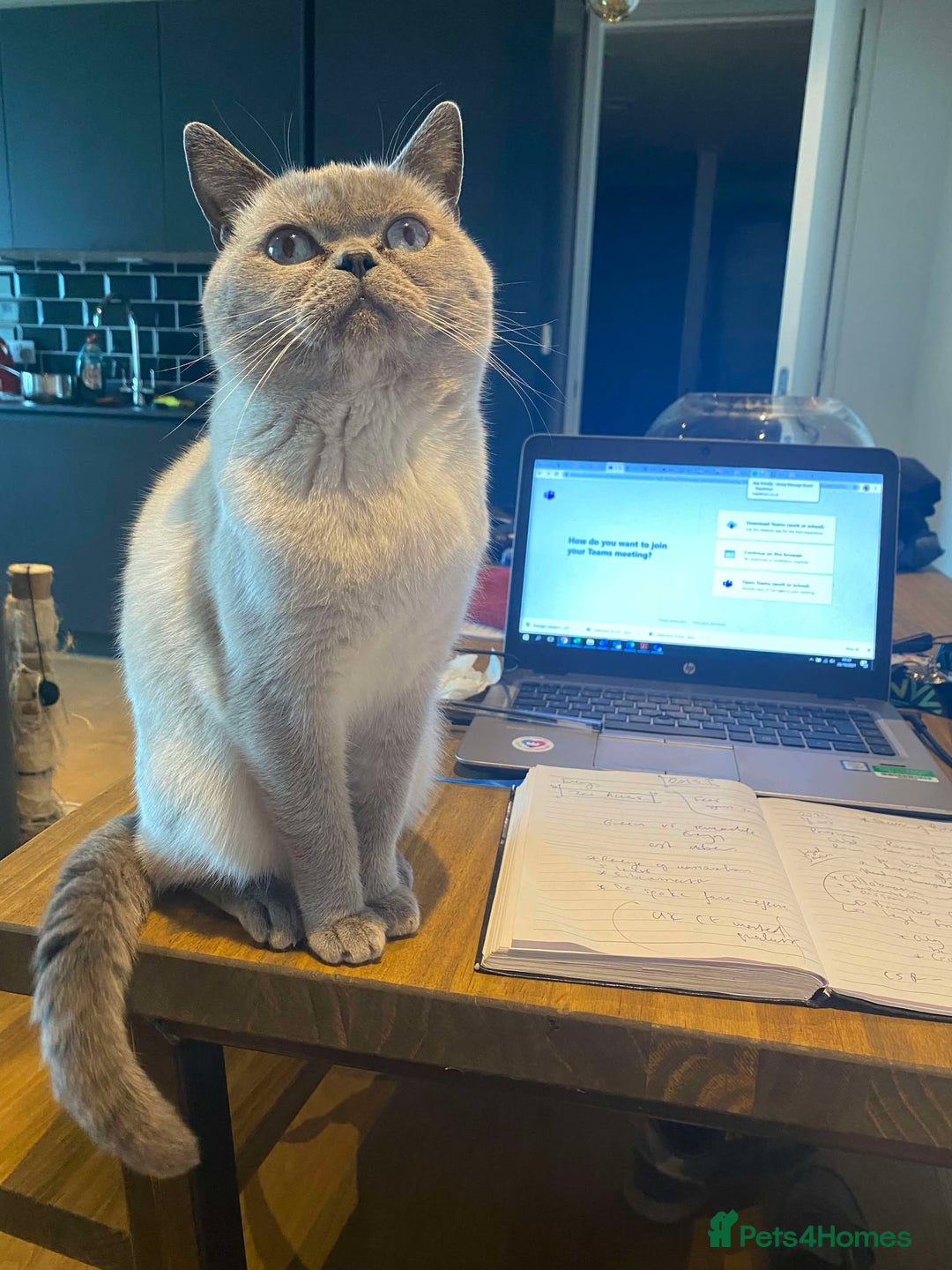British Shorthair cats for stud: British Shorthair Blue Point for Stud - Image 1