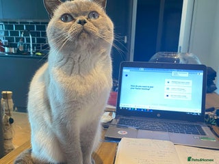 British Shorthair cats - Advert 23