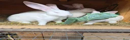 Continental Giant rabbits for sale: Continental Giants - Advert 1